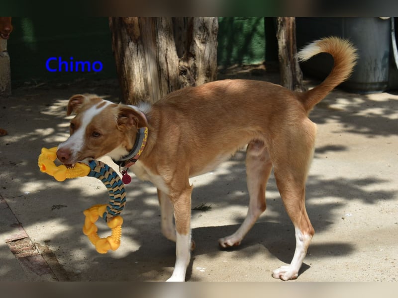 Chimo geb. 08/2024 (ESP) - verspielter Hundepartner sucht seine Familie!
