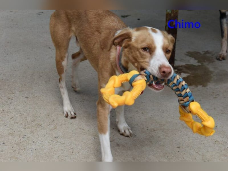 Chimo geb. 08/2024 (ESP) - verspielter Hundepartner sucht seine Familie!