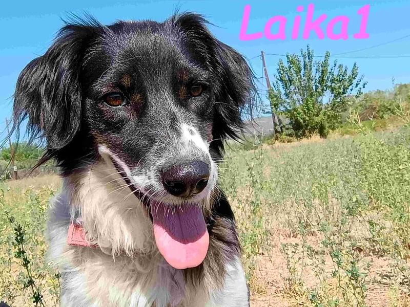 Laika1 geb. 01/2021 (GRC) - liebevolle und wunderschöne Hündin!