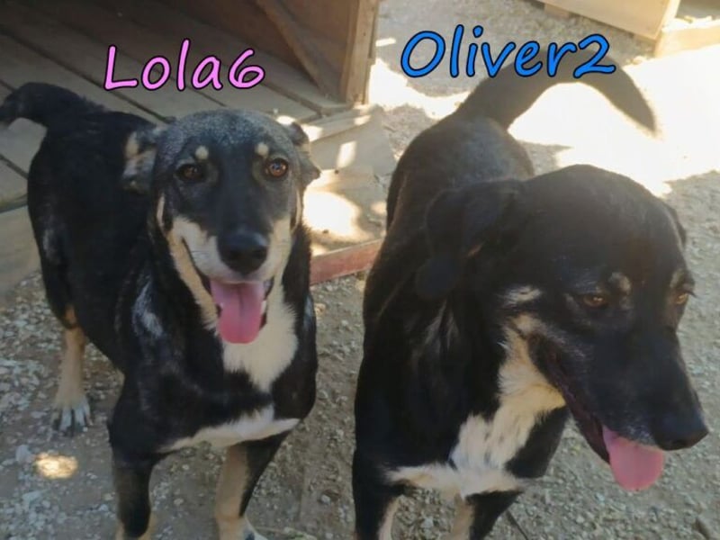 Oliver2 geb. 01/2024 (GRC) - noch schüchterner Hundekumpel will endlich gesehen werden!