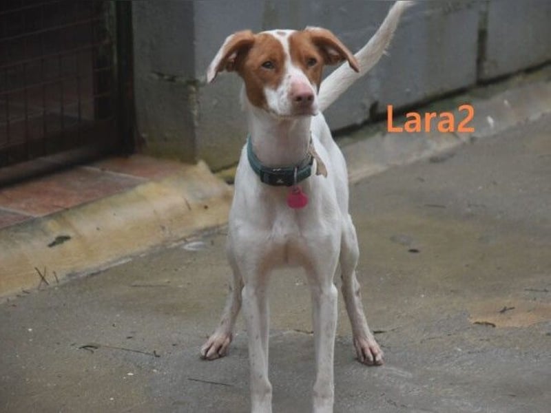 Lara2 geb. 08/2024 (ESP) - soziale und liebevolle Hündin!