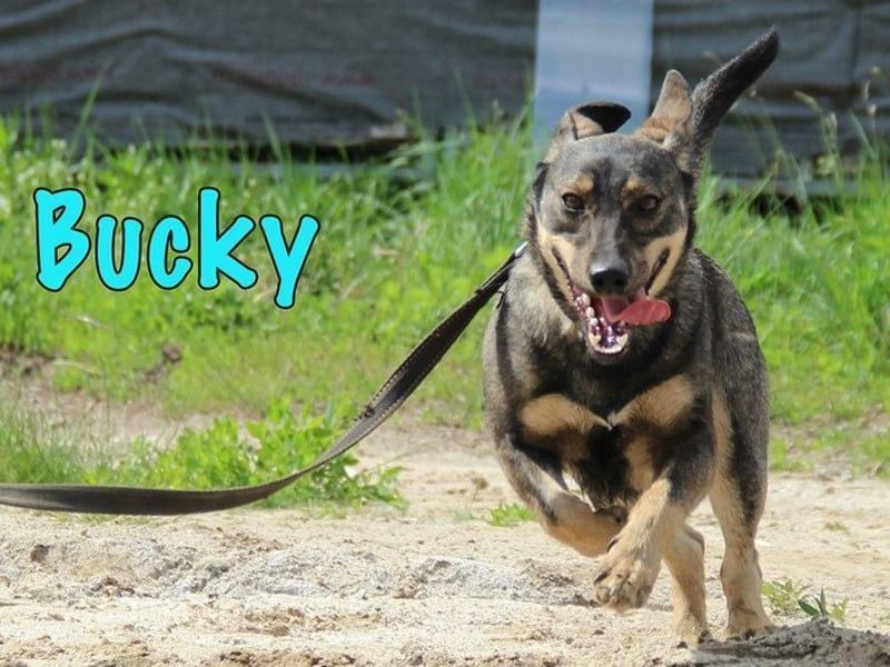 Bucky geb. 12/2021 - lustiger, aktiver und verspielter Outdoor-Begleiter!