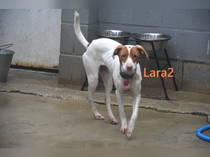 Lara2 geb. 08/2024 (ESP) - soziale und liebevolle Hündin!