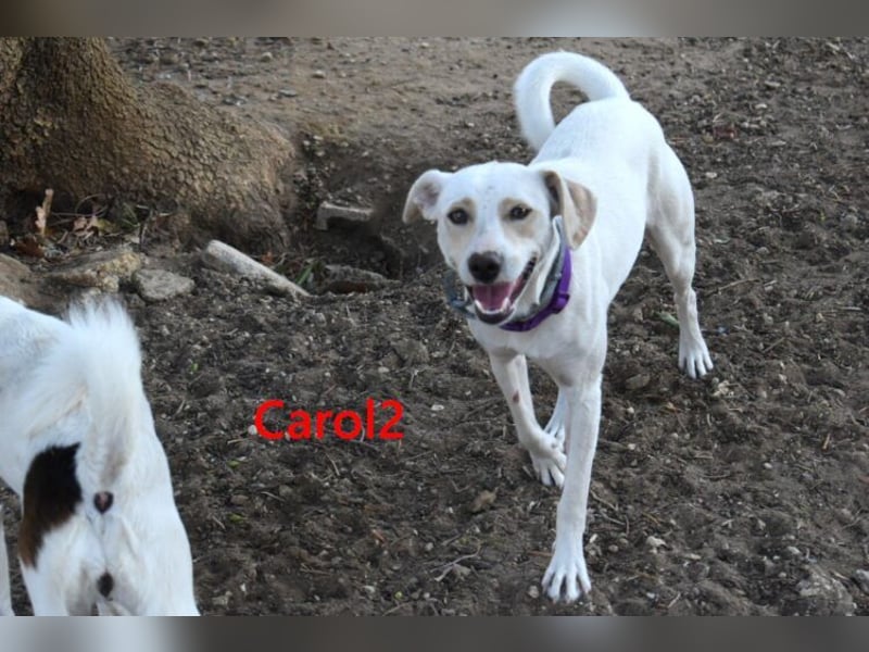 Carol2 geb. 12/2025 (ESP) - zuckersüßes Hundemädchen mit offenem Wesen!
