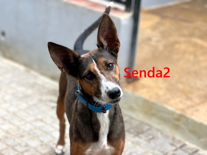 Senda2 geb. 03/2021 (ESP) - freundliche, soziale und sehr süße Hündin!