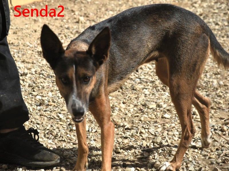 Senda2 geb. 03/2021 (ESP) - freundliche, soziale und sehr süße Hündin!