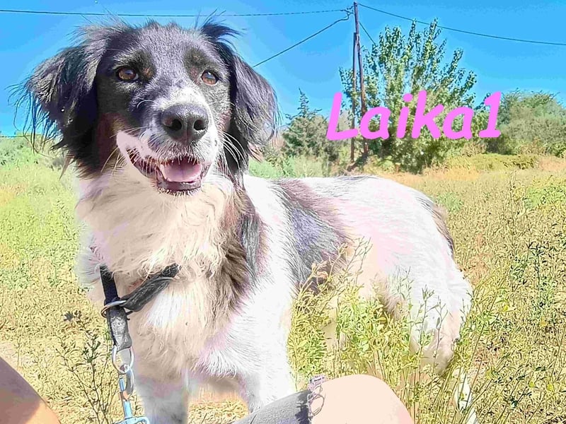 Laika1 geb. 01/2021 (GRC) - liebevolle und wunderschöne Hündin!