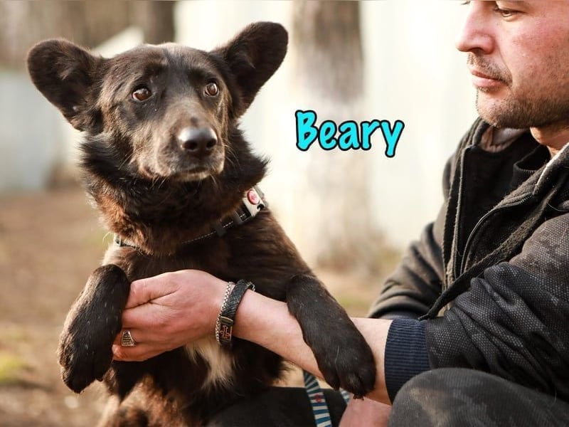 Beary geb. 01/2020 - sanfter und ruhiger kleiner Schatz sucht ruhiges Zuhause!