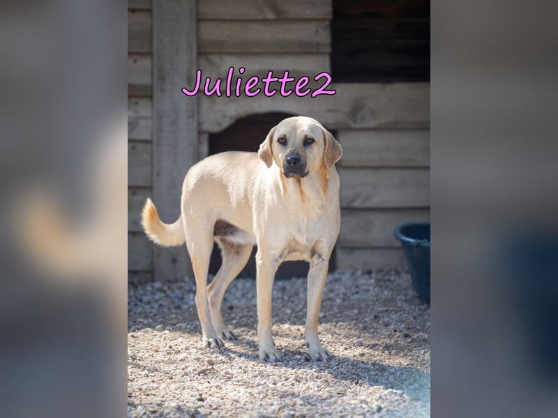 Juliette2 geb. 08/2022 (GRC) Freundliche und Soziale Hündin sucht ihr Zuhause