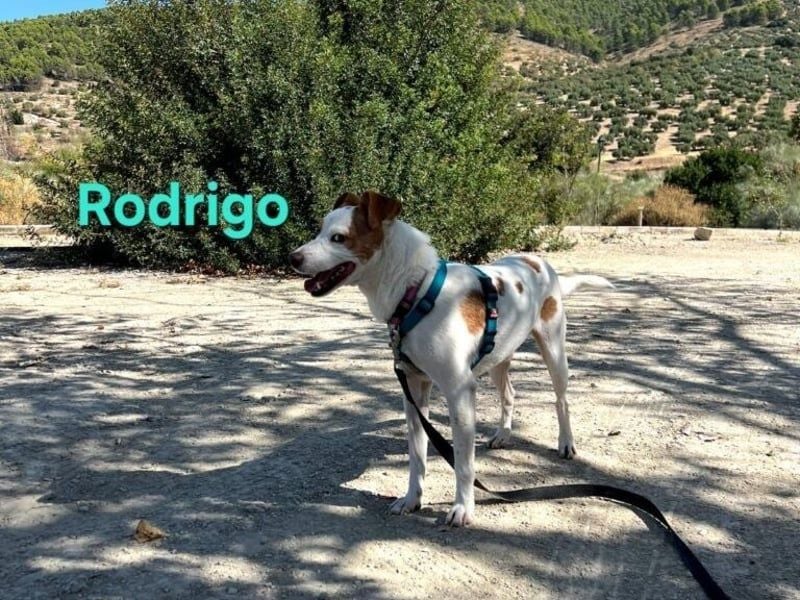Rodrigo geb. 08/2021 (ESP) - gutmütiger und fröhlicher Hundepartner!