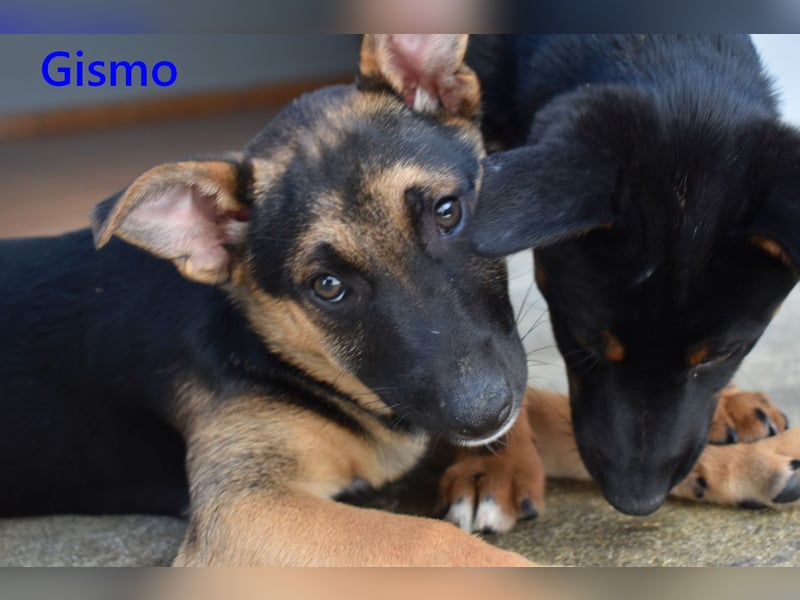 Gismo geb. 01/2026 (ESP) - charmanter, verspielter Welpe sucht sein Körbchen!