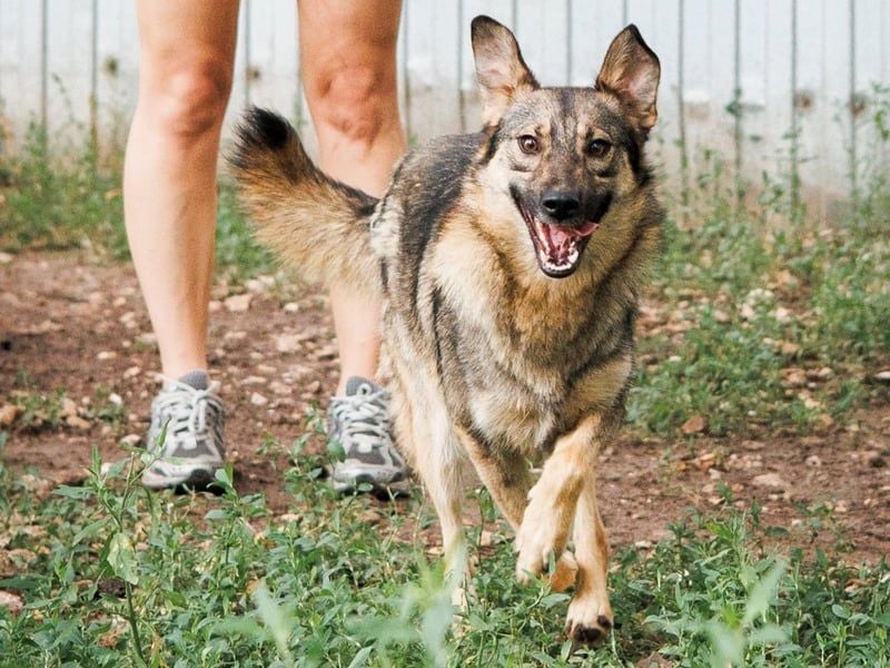 Lyalya1 geb. 06/2022 - zuneigungsvolle Hündin mit einer ganz besonderen Ausstrahlung!