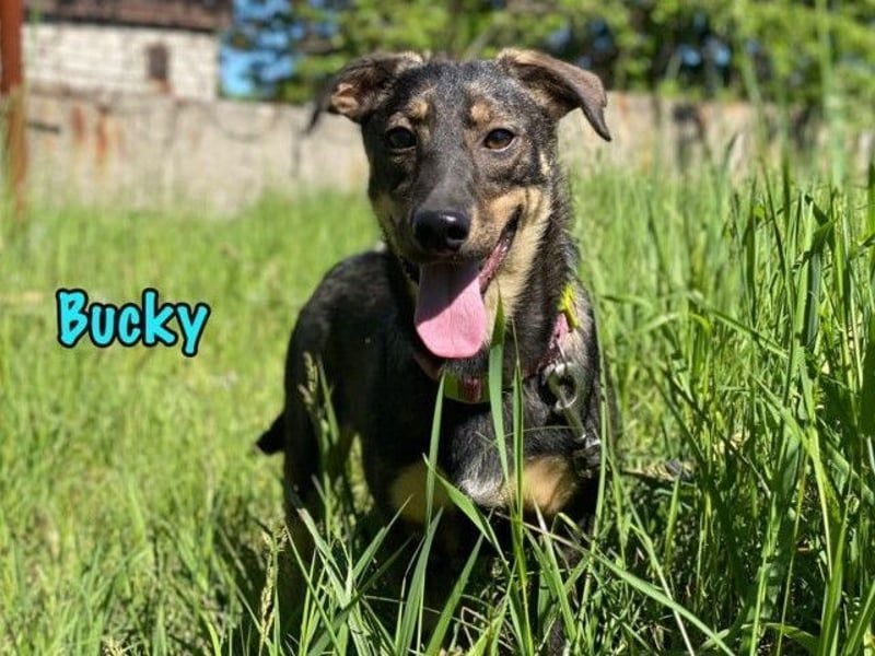 Bucky geb. 12/2021 - lustiger, aktiver und verspielter Outdoor-Begleiter!