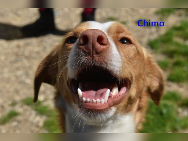 Chimo geb. 08/2024 (ESP) - verspielter Hundepartner sucht seine Familie!