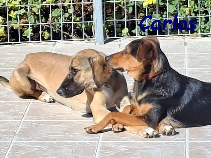 Carlos geb. 01/2025 (GRC) - sanfter und wunderschöner, kleiner Welpe!