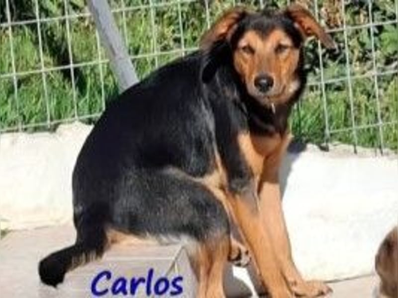 Carlos geb. 01/2025 (GRC) - sanfter und wunderschöner Junghund!
