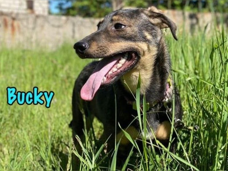 Bucky geb. 12/2021 - lustiger, aktiver und verspielter Outdoor-Begleiter!
