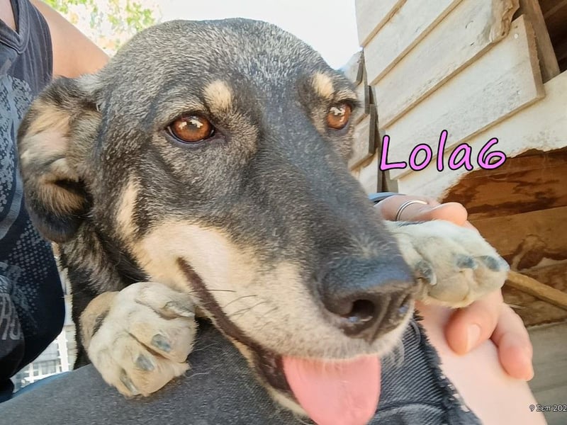 Lola6 geb. 01/2024 (GRC) - fröhliche Hundepartnerin sucht die richtige Familie!
