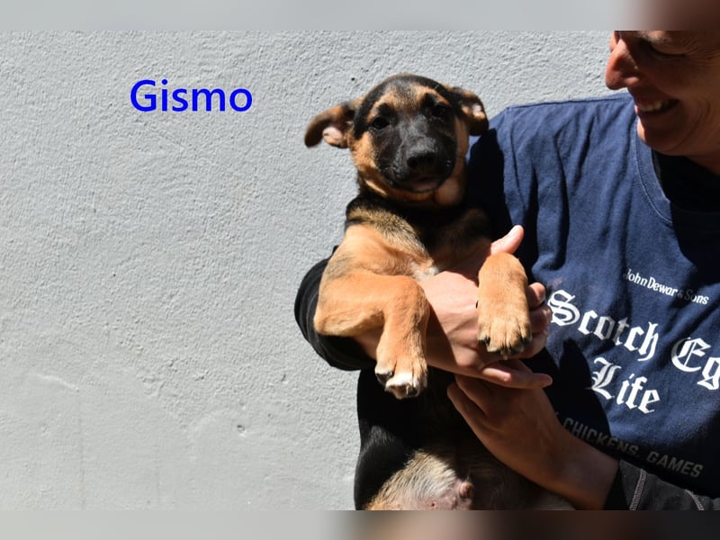 Gismo geb. 01/2026 (ESP) - charmanter, verspielter Welpe sucht sein Körbchen!