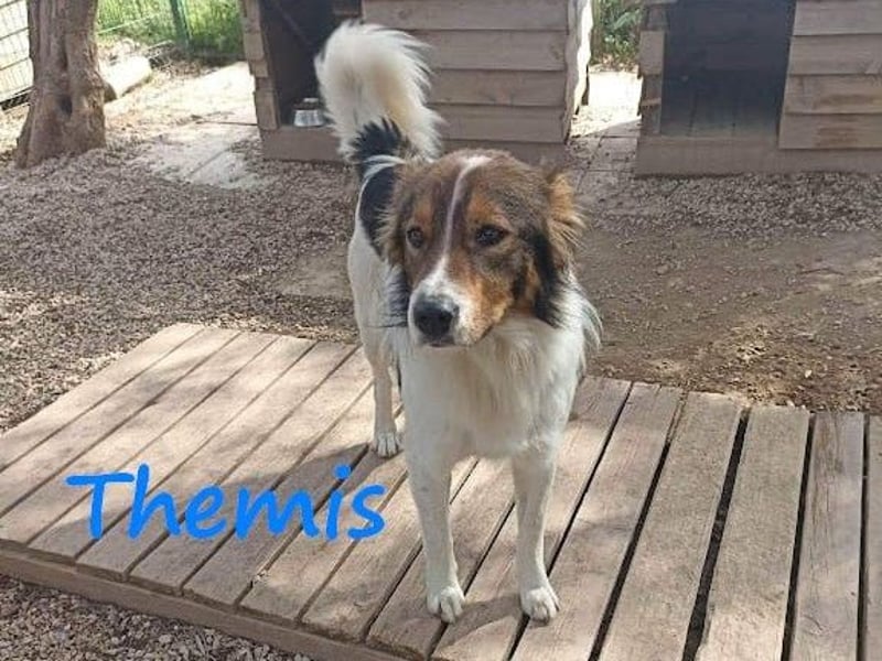Themis geb. 03/2021 (GRC) - fröhlicher und neugieriger Rüde, ein kleiner Freigeist! Themis geb. 03/2021 (GRC) - fröhlicher und neugieriger Rüde, ein kleiner Freigeist!