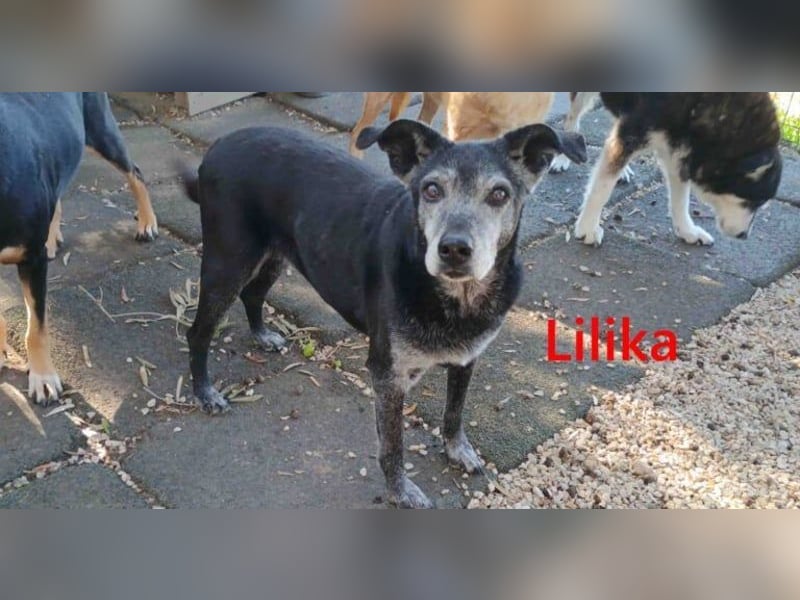 Lilika geb. 06/2016 (GRC) - sensilbe Hündin sucht geduldige Menschen und ein sicheres Zuhause!