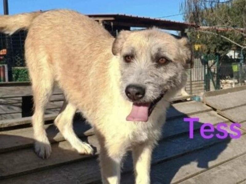 Tess geb. 12/2023 (GRC) - liebe und soziale Junghündin sucht ebensolche Menschen!