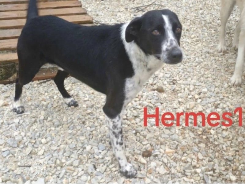 Hermes1 geb. 04/2023 (GRC) - lieber und sozialer Hundemann sucht Körbchen!