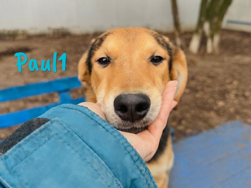 Paul1 geb. 04/2024 - verspielter, menschenbezogener und fröhlicher Junghund!