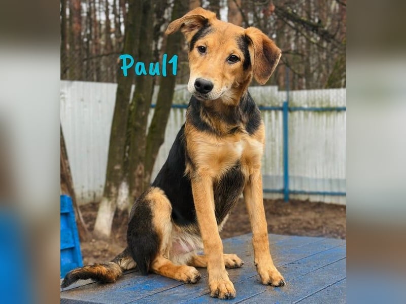 Paul1 geb. 04/2024 - verspielter, menschenbezogener und fröhlicher Junghund!