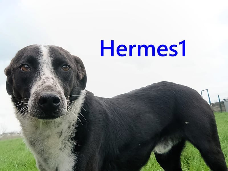 Hermes1 geb. 04/2023 (GRC) - lieber und sozialer Hundemann sucht Körbchen!