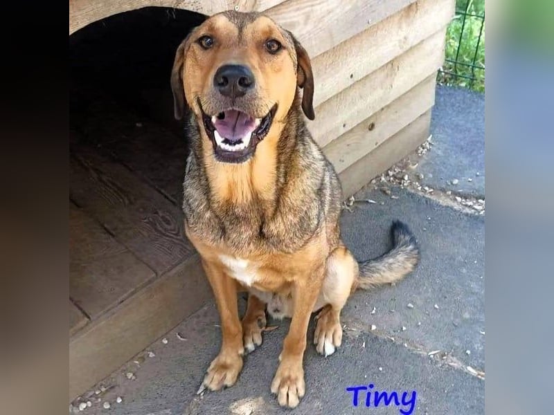 Timy geb. 04/2020 (GRC) - ruhiger und verträglicher Rüde sucht ein entspanntes Zuhause!