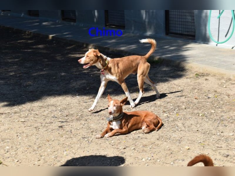Chimo geb. 08/2024 (ESP) - verspielter Hundepartner sucht seine Familie!