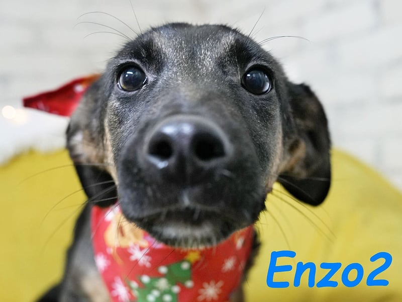 Enzo2 geb. 04/2024 - liebevoller, geselliger und verträglicher Junghund!