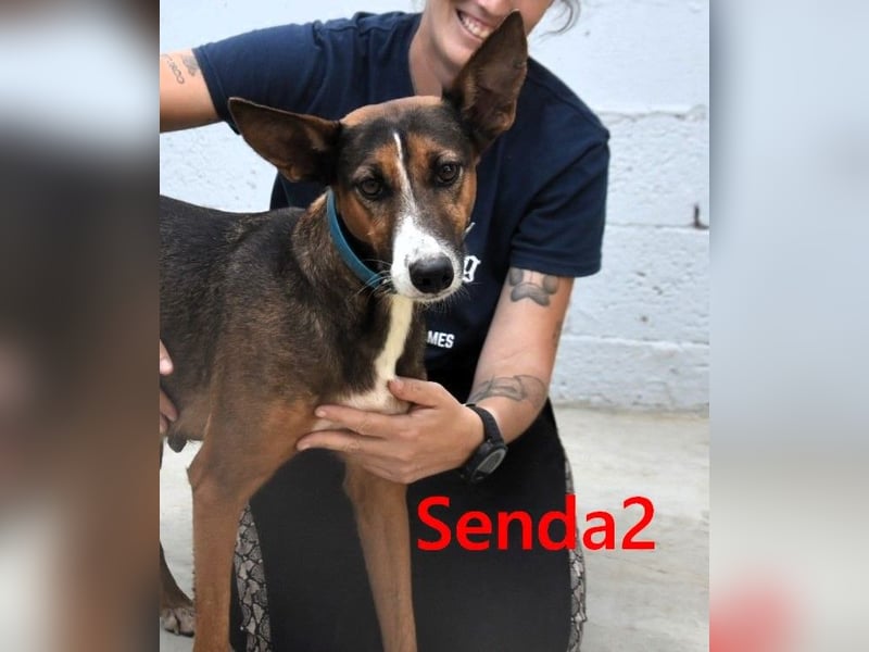 Senda2 geb. 03/2021 (ESP) - freundliche, soziale und sehr süße Hündin!