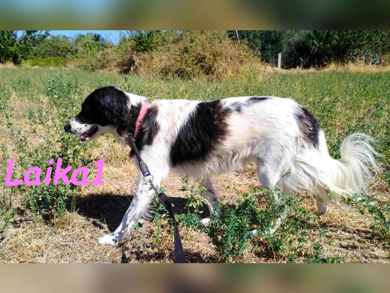 Laika1 geb. 01/2021 (GRC) - liebevolle und wunderschöne Hündin!