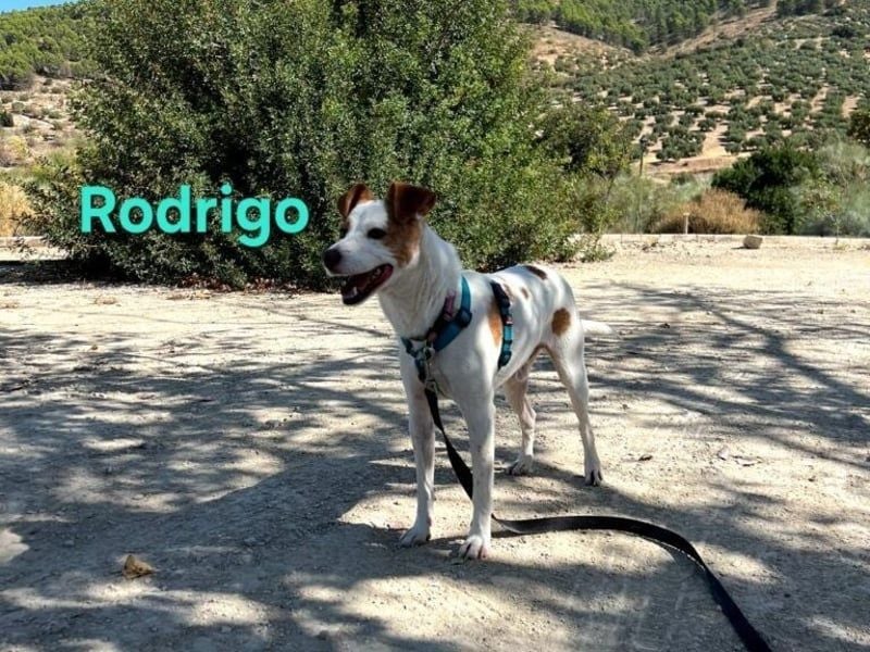 Rodrigo geb. 08/2021 (ESP) - gutmütiger und fröhlicher Hundepartner!