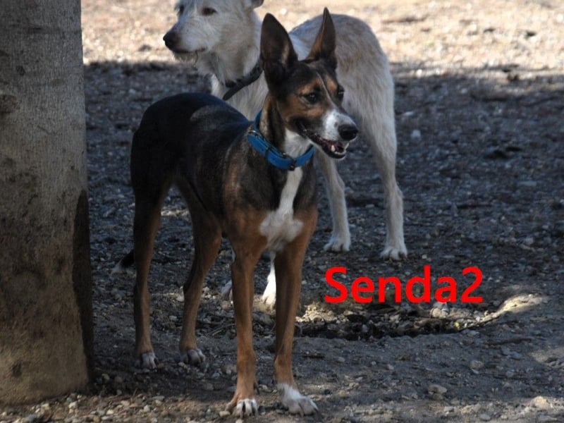 Senda2 geb. 03/2021 (ESP) - freundliche, soziale und sehr süße Hündin!