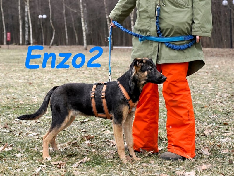 Enzo2 geb. 04/2024 - liebevoller, geselliger und verträglicher Junghund!