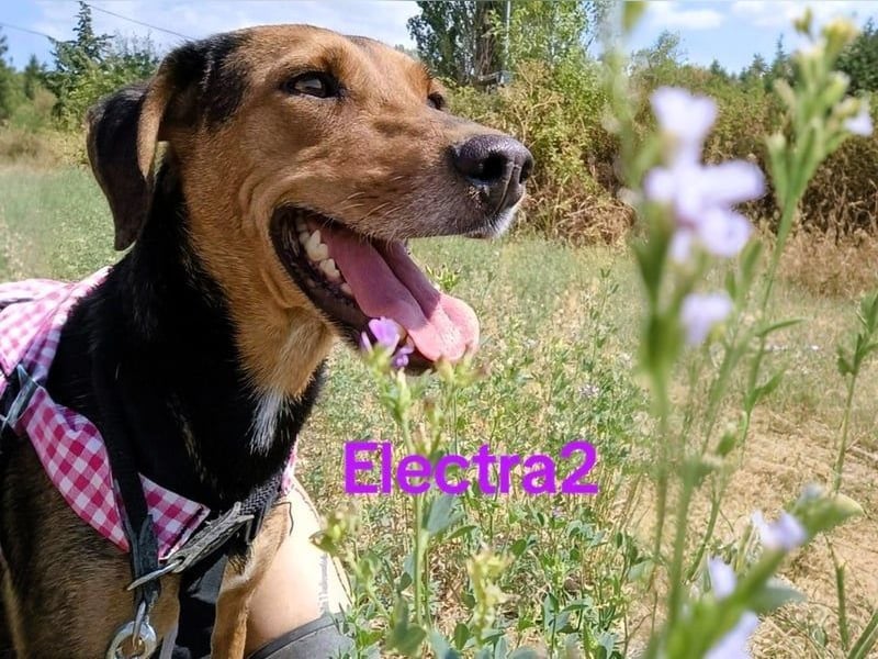 Electra2 geb. 02/2023 (GRC) - ruhige, vertrauensvolle, soziale und liebe Hündin!