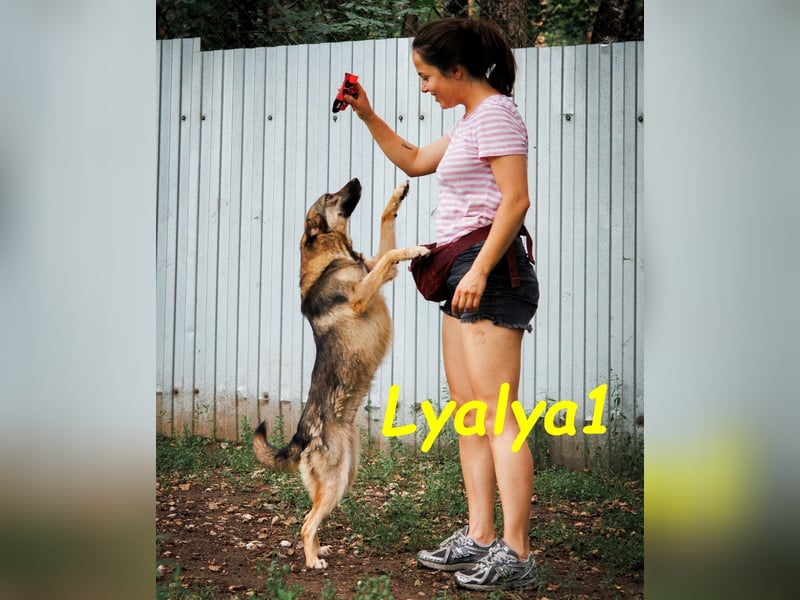 Lyalya1 geb. 06/2022 - zuneigungsvolle Hündin mit einer ganz besonderen Ausstrahlung!
