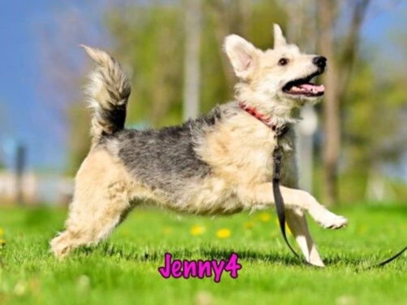 Jenny4 geb. 01/2018 - bezaubernde und super liebe, kleine Wuschelhündin!