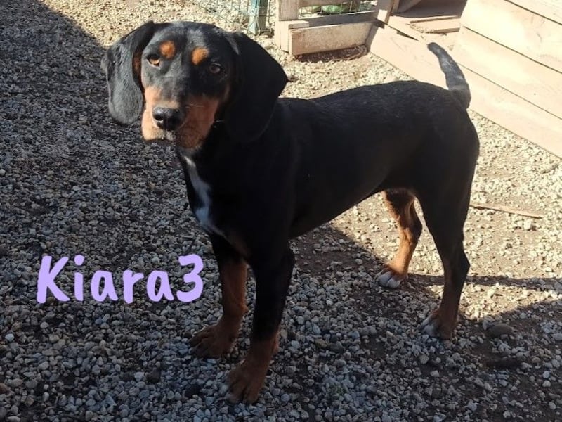 Kiara3 geb. 03/2022 (GRC) - verspielte und verschmuste, bildhübsche junge Hündin!