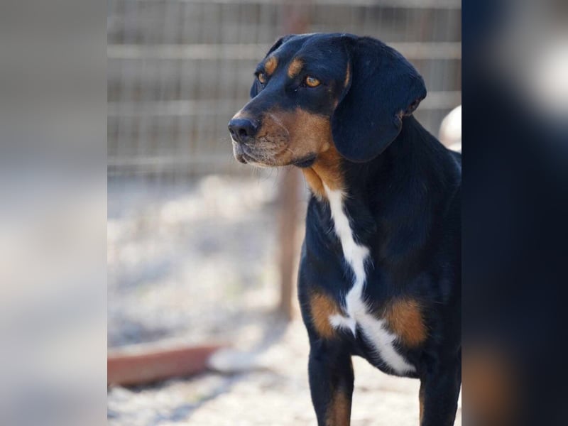 Kiara3 geb. 03/2022 (GRC) - verspielte und verschmuste, bildhübsche junge Hündin!