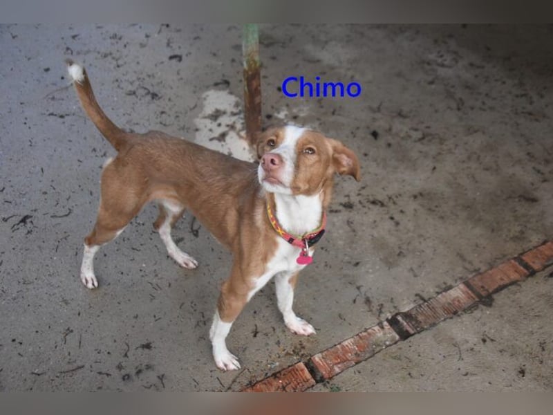 Chimo geb. 08/2024 (ESP) - verspielter Hundepartner sucht seine Familie!