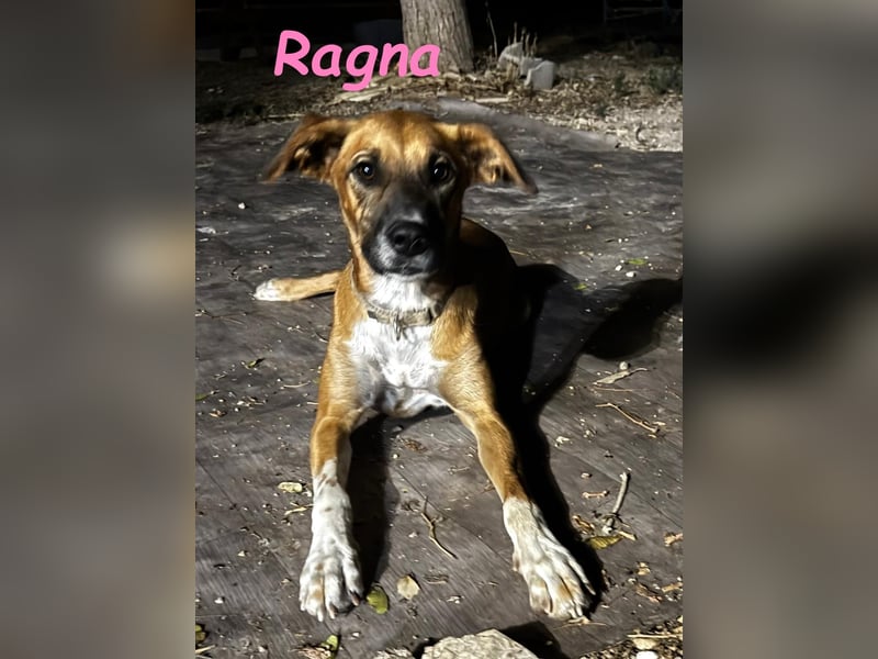 Ragna geb. 01/2025 (ESP) - bildhübsche und gutgelaunte Junghündin auf der Suche!