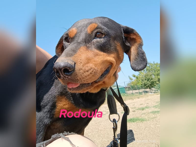 Rodoula geb. 2018 (GRC) - sehr ruhige und gelassene, süße und soziale Hündin! Rodoula geb. 2018 (GRC) - sehr ruhige und gelassene, süße und soziale Hündin!