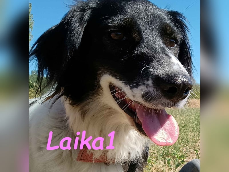 Laika1 geb. 01/2021 (GRC) - liebevolle und wunderschöne Hündin!