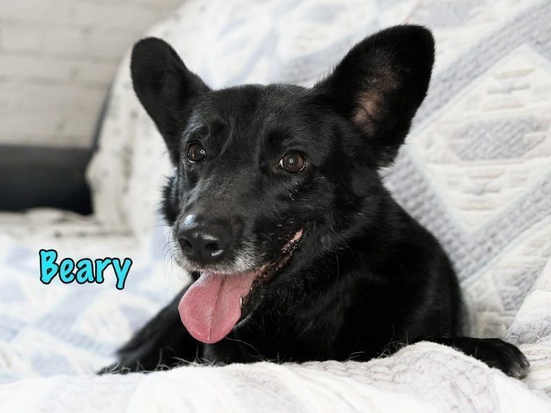 Beary geb. 01/2020 - sanfter und ruhiger kleiner Schatz sucht ruhiges Zuhause!