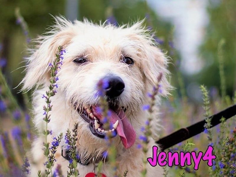 Jenny4 geb. 01/2018 - bezaubernde und super liebe, kleine Wuschelhündin!