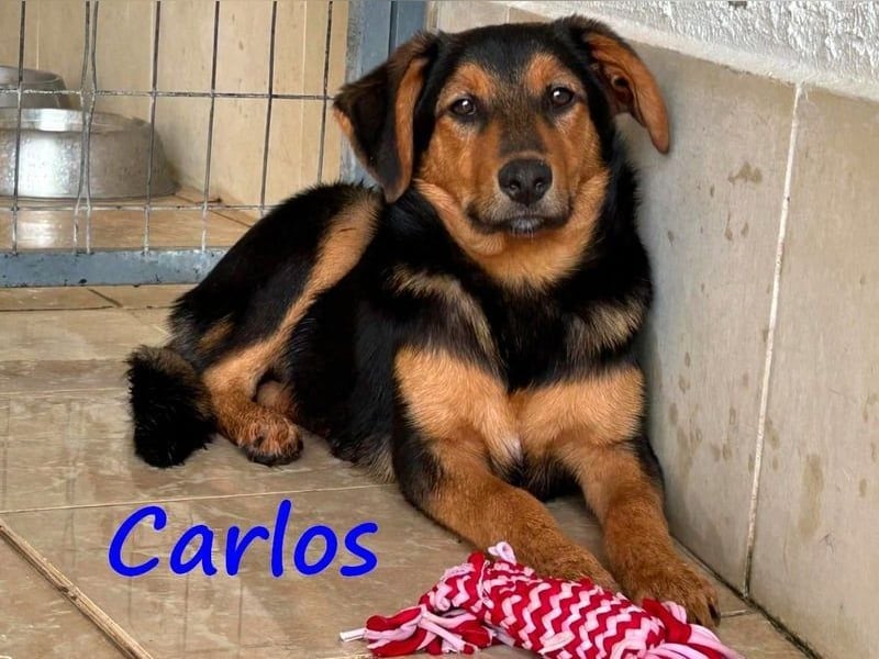 Carlos geb. 01/2025 (GRC) - sanfter und wunderschöner, kleiner Welpe!